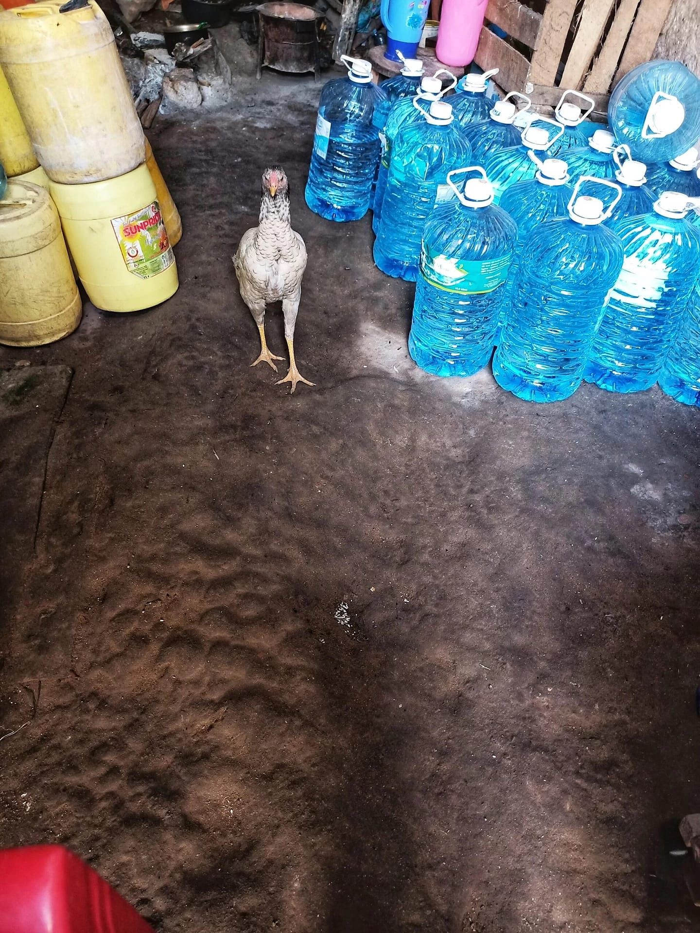 a chicken beside bottles