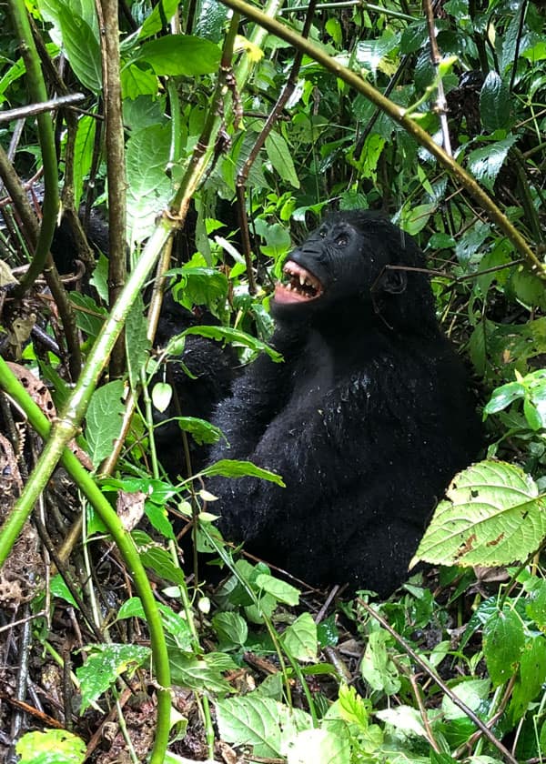 DRC Lowland gorilla