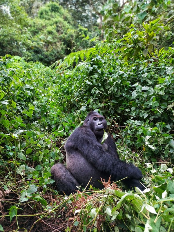 Lowland gorilla in Kahuzi
