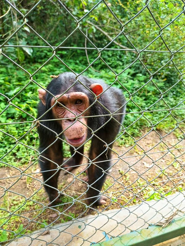 Lwiro chimp in sanctuary